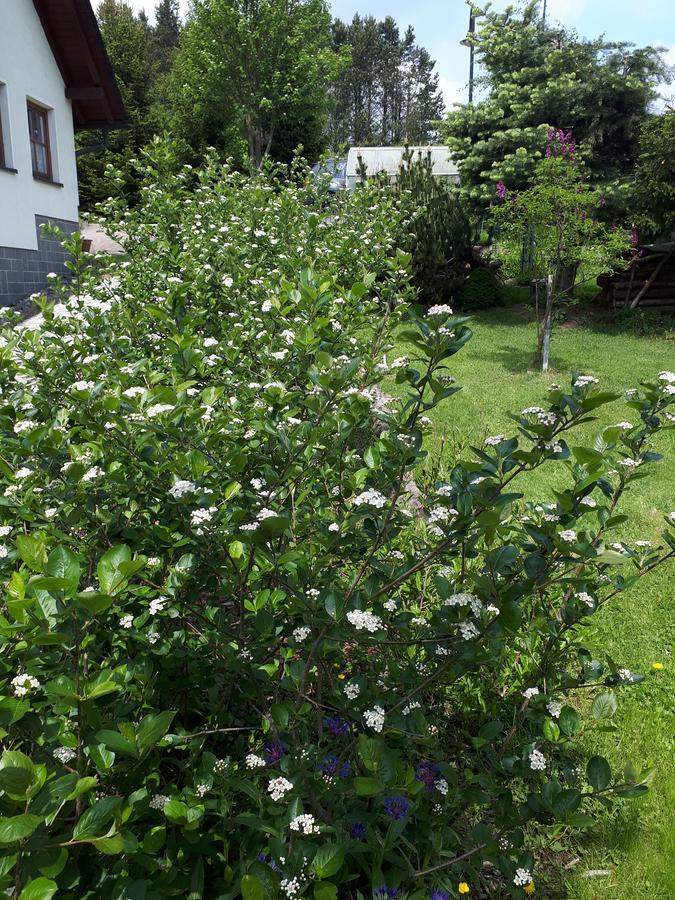 Ferienwohnung Aronia Garten Курорт Обервизенталь Экстерьер фото